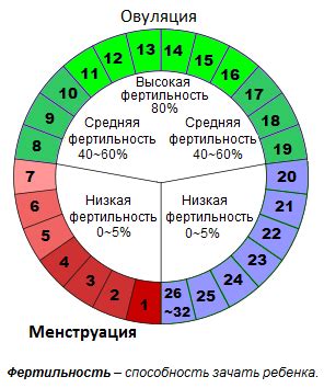 Значение лютеиновой фазы