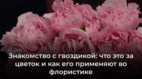 Значение места появления гвоздики во сне: что может говорить о месте, где вы видите этот цветок?