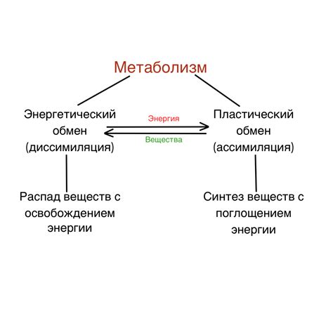 Значение метаболизма для организма человека