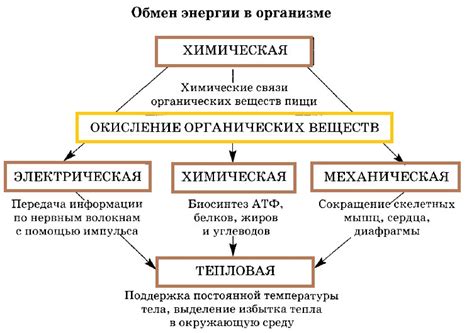 Значение метаболической функции для организма