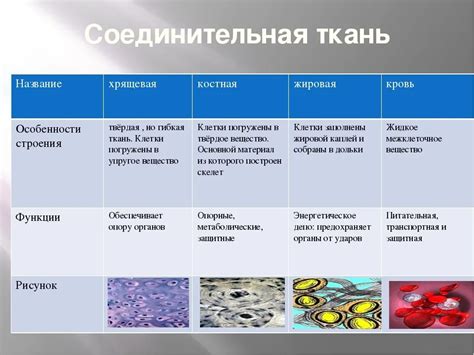 Значение многоядерных клеток для обновления тканей