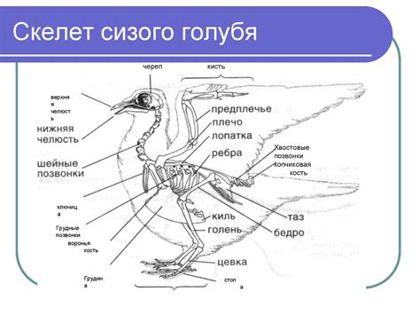 Значение момента пролета голубя