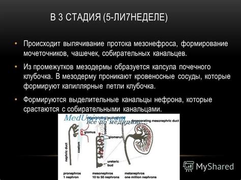 Значение мочеточников в организме человека