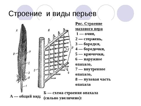 Значение находки пера птицы: яркий символ истории и предсказаний