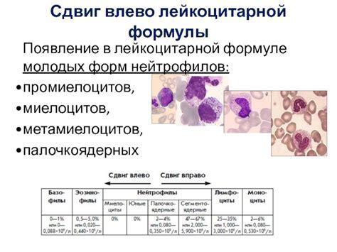 Значение нейтрофилов миелоцитов