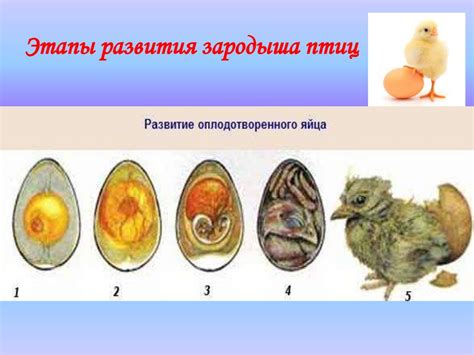 Значение неопущения яйца для репродуктивной системы