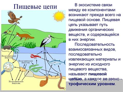 Значение неподвижной воды в экологической системе