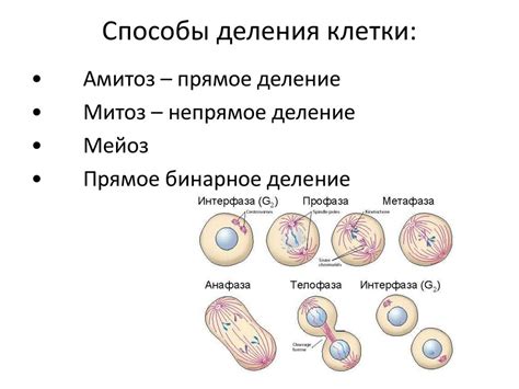 Значение непрямого деления клетки