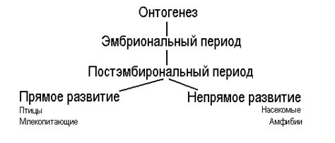 Значение непрямого постэмбрионального развития