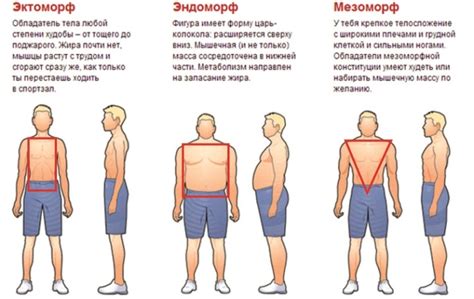 Значение нормостенического телосложения в спорте