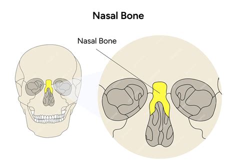 Значение носовой кости в анатомии человека