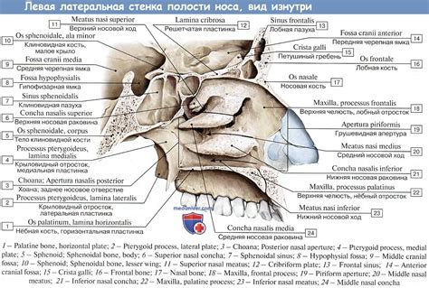 Значение носовой кости в эволюционном процессе