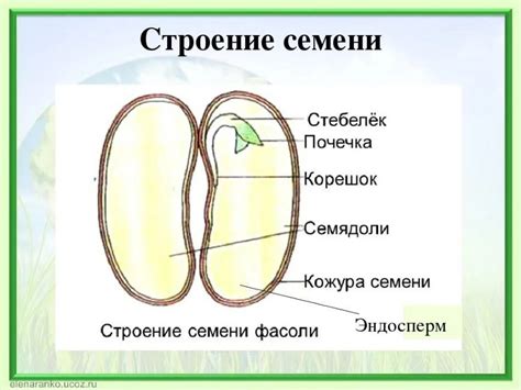 Значение оболочки семени подсолнечника в различных контекстах сновидений