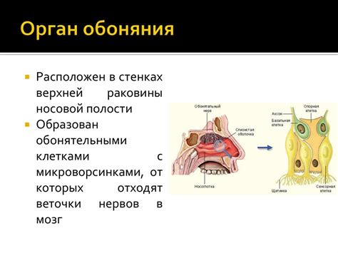 Значение обоняния