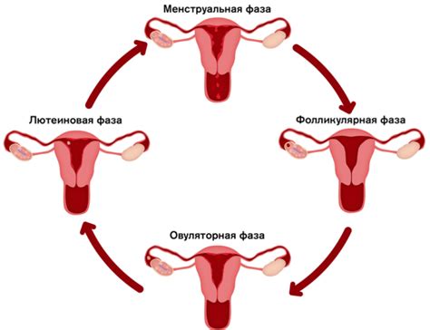 Значение овуляционной фазы