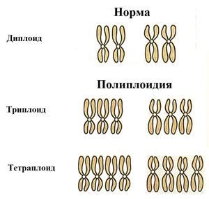 Значение одного набора хромосом