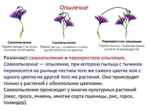 Значение опыления в экосистеме: