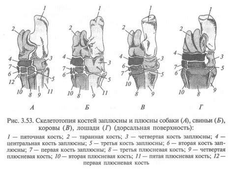 Значение пенькая обмотались