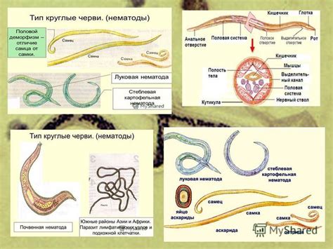 Значение первичной полости тела в организме круглых червей