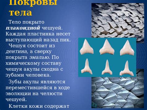 Значение плакоидной чешуи в жизни морских животных