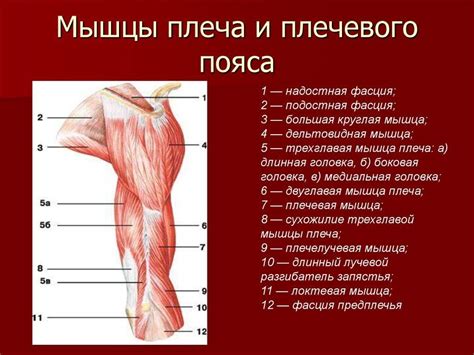 Значение плечевого похлопывания