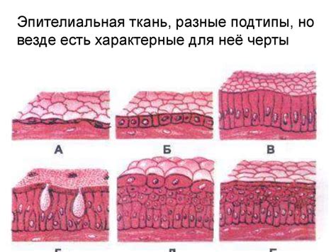 Значение плоского эпителия для защиты организма