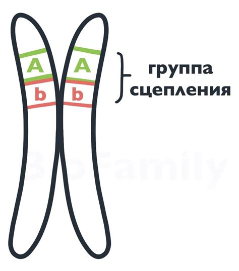 Значение полного сцепления генов