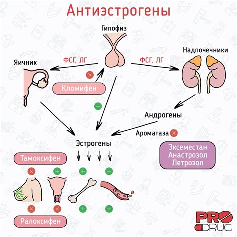 Значение положительной реакции на рецептор эстрогена для женского здоровья