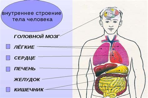 Значение полости тела человека