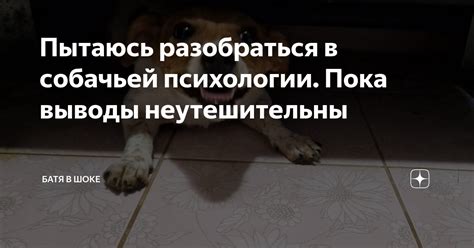 Значение потрясывания в контексте собачьей поведенческой психологии