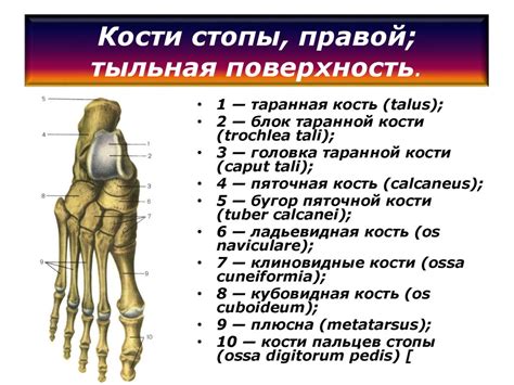 Значение правой кости