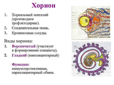 Значение предлежания ветвистого хориона