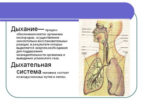 Значение при заболеваниях дыхательной системы