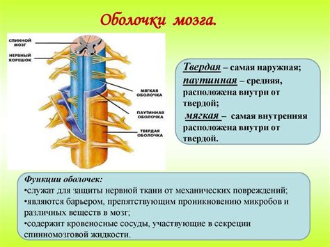 Значение проводящей функции спинного мозга и его роль