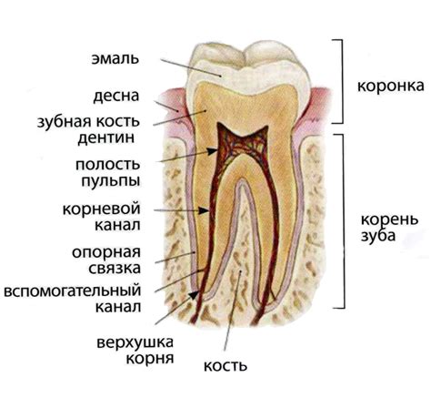 Значение пролечки канала зуба