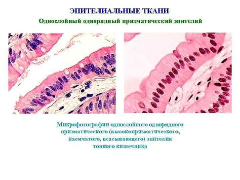 Значение пролиферации призматического эпителия в развитии тканей и органов