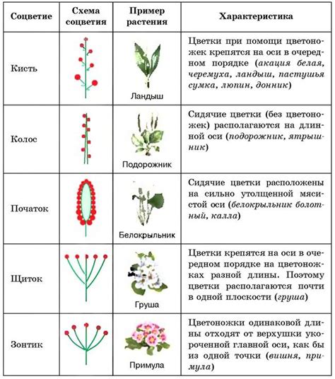 Значение простого соцветия