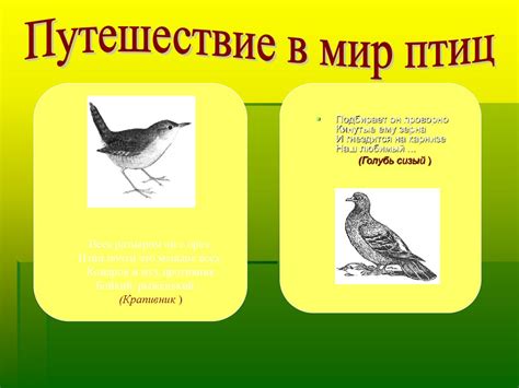 Значение птиц в снах: разгадка символического сообщения