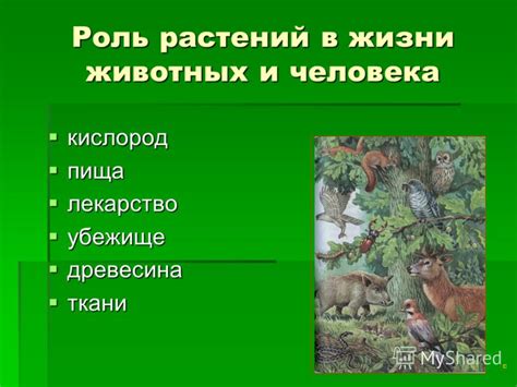 Значение птичьего голоса: их роль в жизни человека