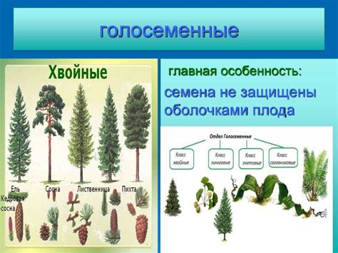 Значение растений для экосистем