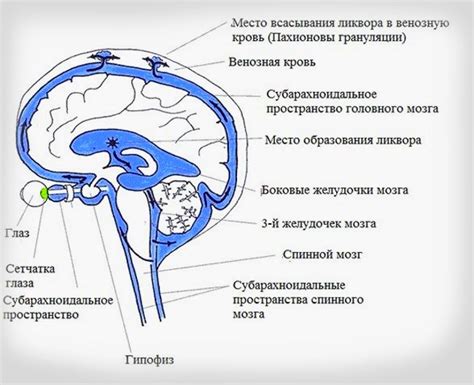 Значение расширения конвекситальных ликворных пространств: подробный анализ