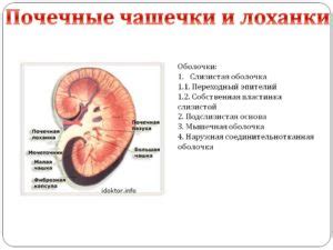 Значение расширенной чашечки почки