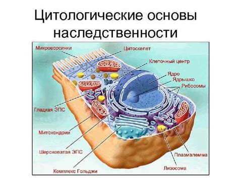 Значение регулярного цитологического контроля