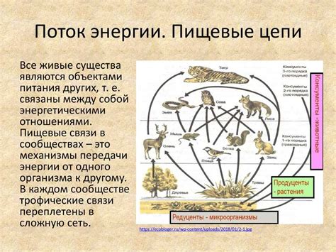 Значение реликтовых сосен в экосистеме