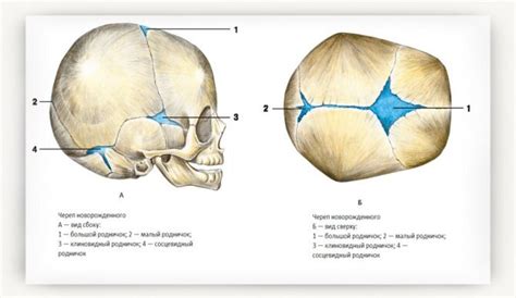 Значение родничка у новорожденных