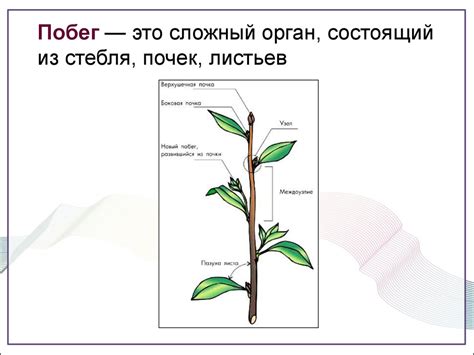 Значение роль стебля в жизни растения