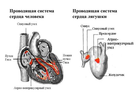 Значение сердечного сжатия для организма