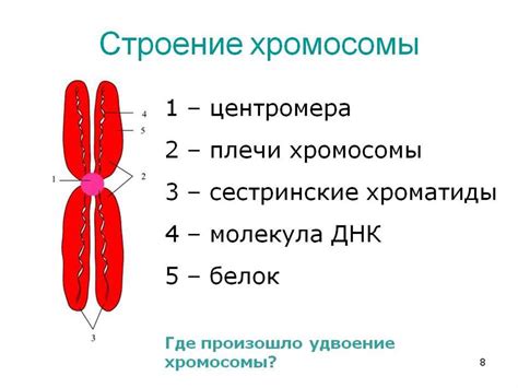 Значение сестринских хромосом