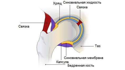 Значение синовиальной оболочки для поддержания функций суставов