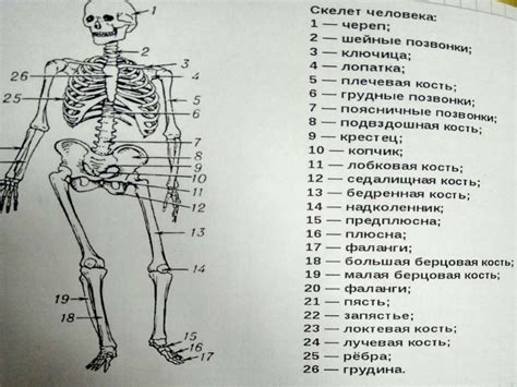 Значение скелета ходячего для мистического явления